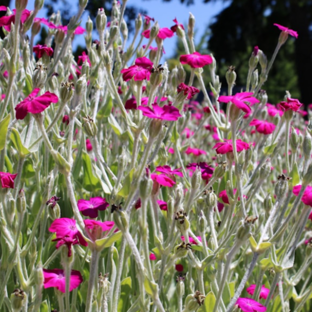 Red Campion Seeds - 200 Native UK Wild Flower Seeds for Attracting Birds, Bees, Wildlife, Pollinators, Suitable for Planting and Growing Outdoors in Meadows, Fields, and Gardens by Meldon Seeds