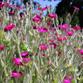Red Campion Seeds - 200 Native UK Wild Flower Seeds for Attracting Birds, Bees, Wildlife, Pollinators, Suitable for Planting and Growing Outdoors in Meadows, Fields, and Gardens by Meldon Seeds