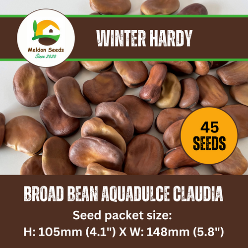 Broad Bean Aquadulce Claudia 45 Seeds
