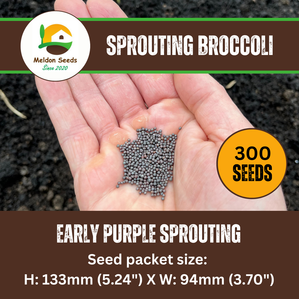 Broccoli Seeds Early Purple Sprouting 300 Fresh Seeds Winter Hardy Vegetable