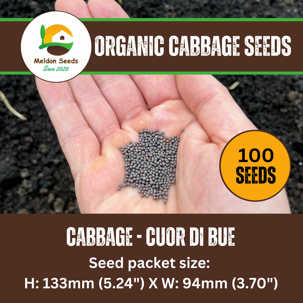 Organic Cabbage Cuor di Bue (Oxheart) 100 Seeds