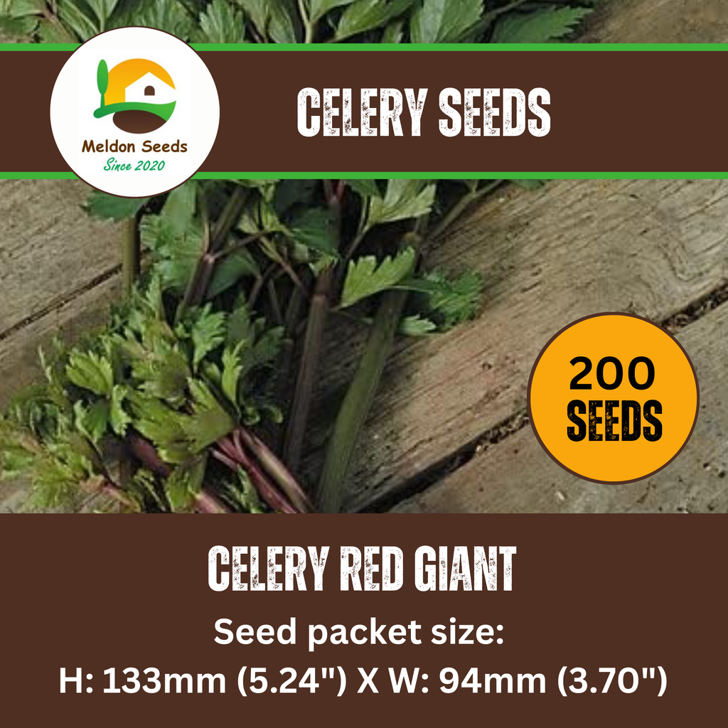 Celery Seeds Red Giant 200 Fresh Celery Seeds for Planting and Growing UK