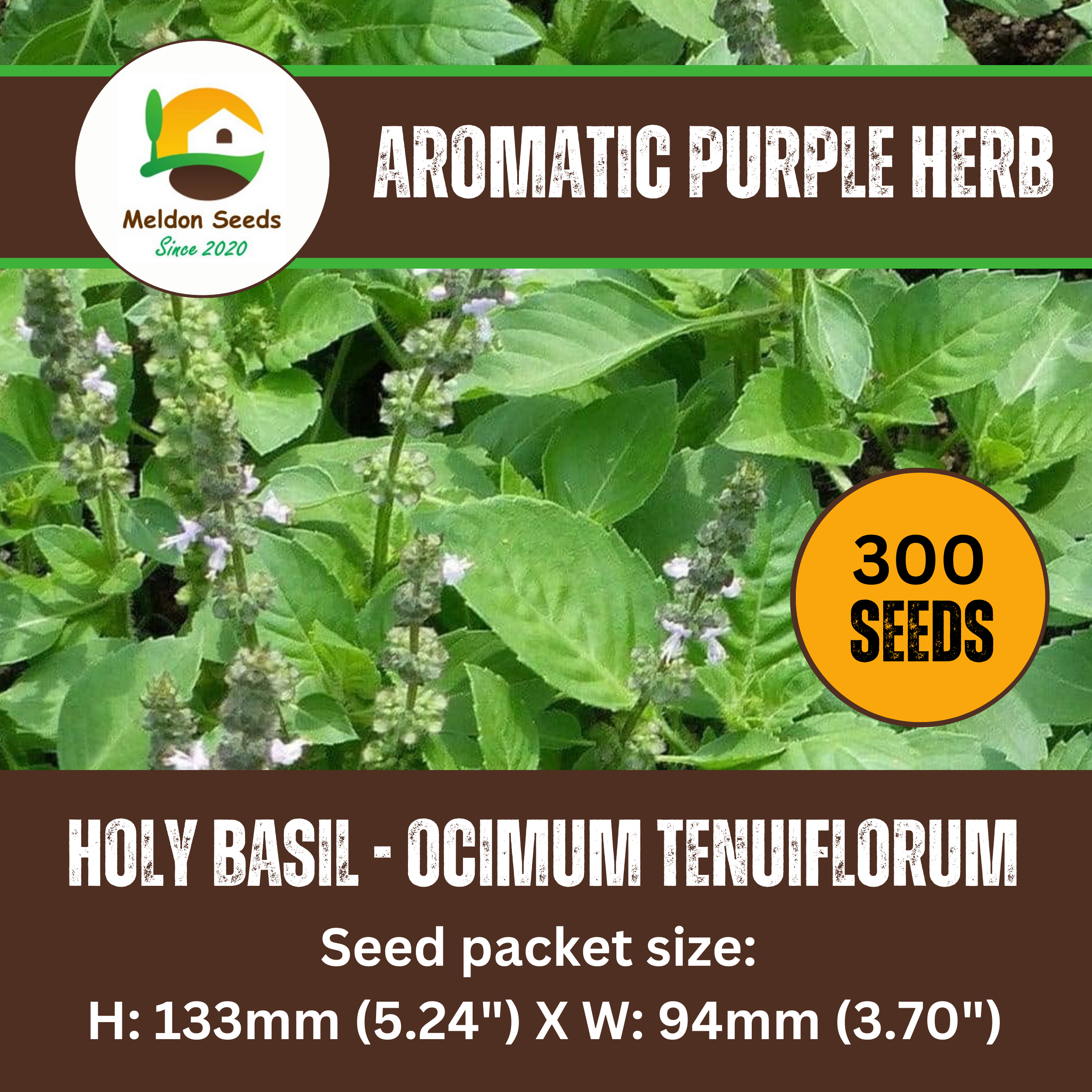 Holy Basil Seeds - 300 Fresh Tulsi Holy Basil Herb Seeds
