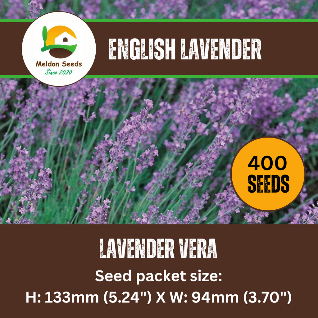 Lavender Vera 300 Seeds