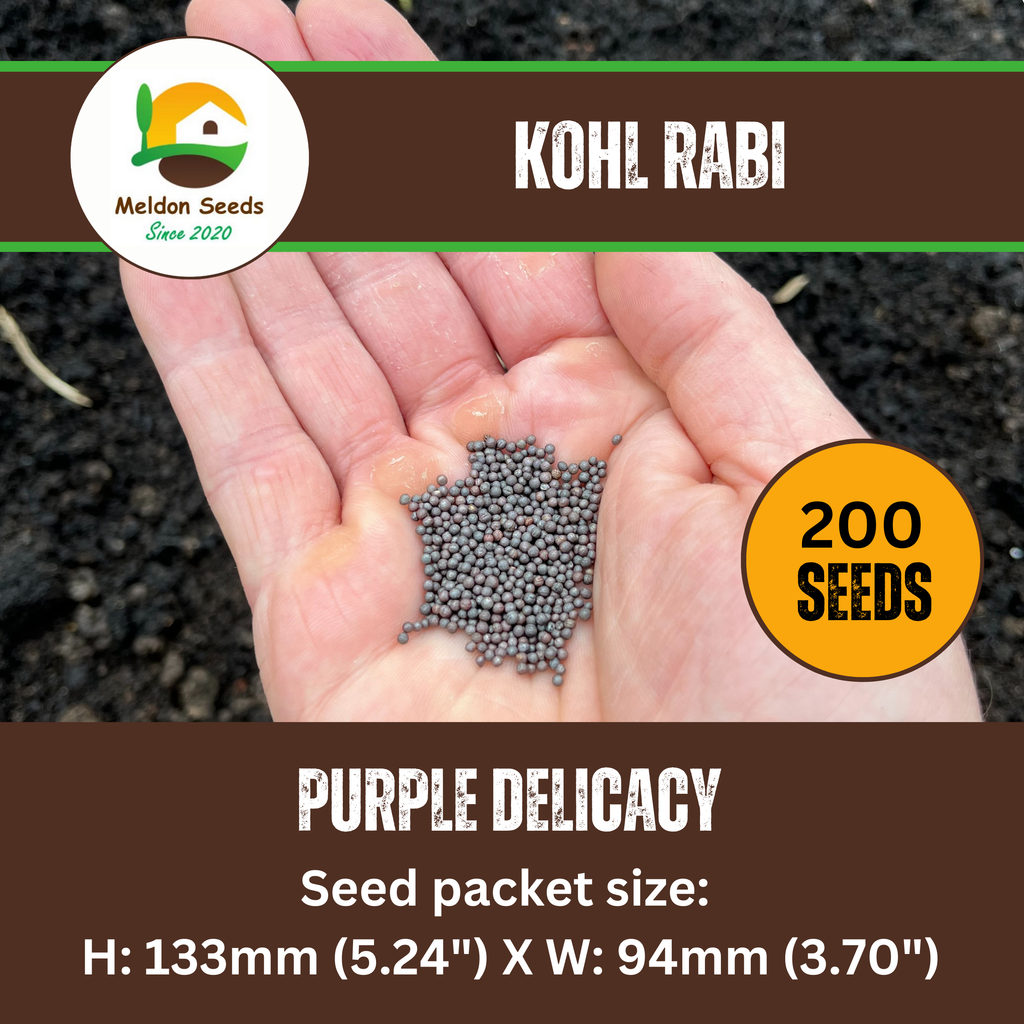 Kohl Rabi Seeds Purple Delicacy - 200 Fresh Kohlrabi Vegetable Seeds UK