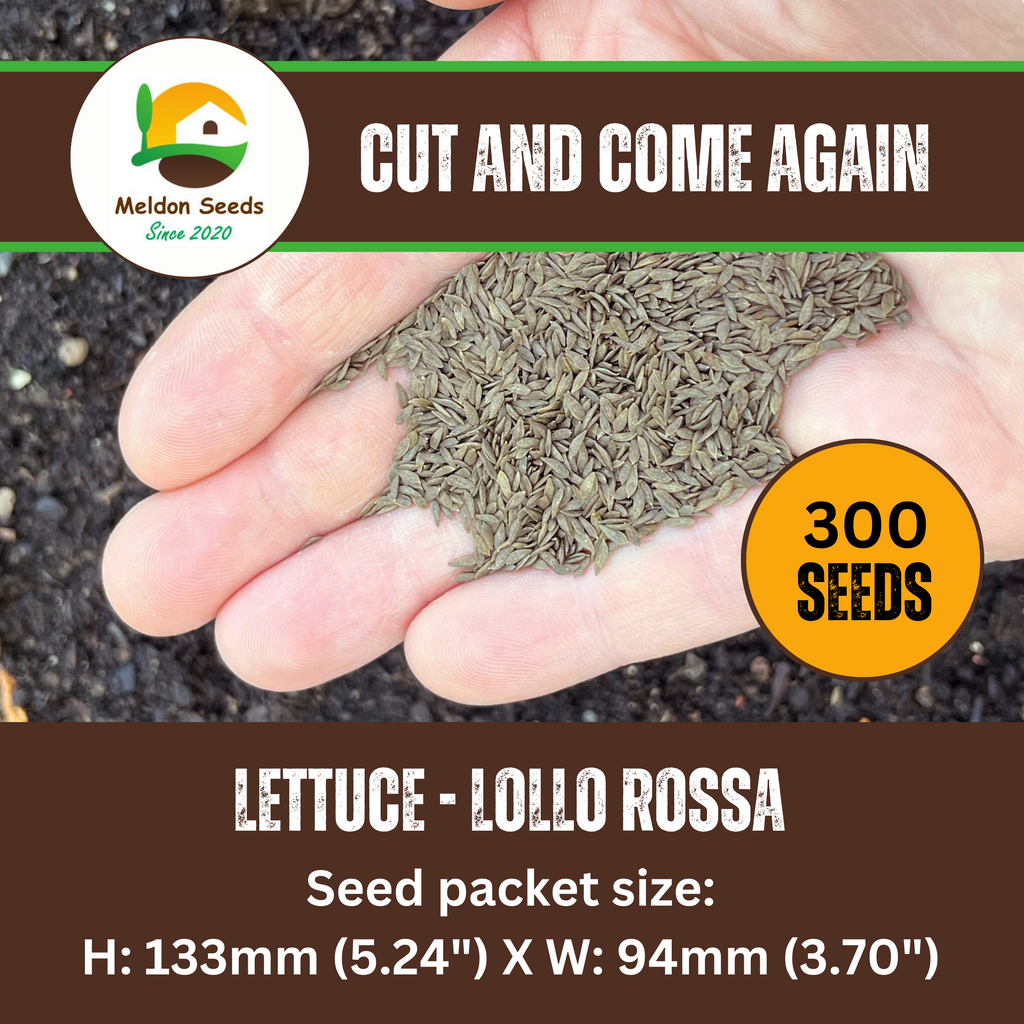 Red Lettuce Lollo Rossa Seeds x 300