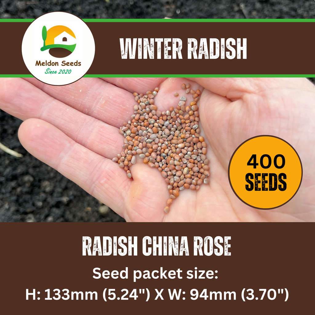 Winter Radish Seeds China Rose – 400 Fresh Radish Seeds Grow Indoors Outdoors UK