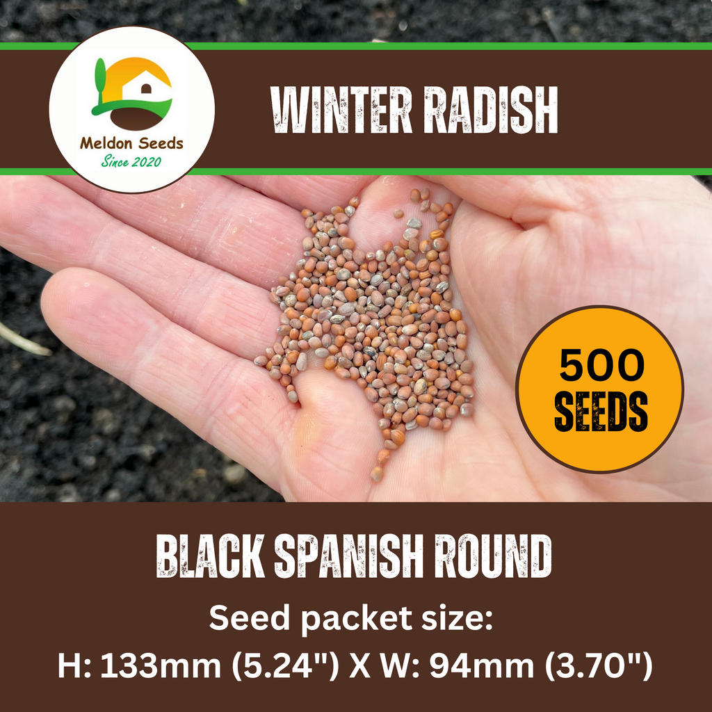 Radish Black Spanish Round 500 Seeds