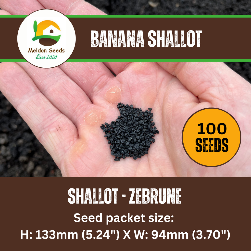 Shallot Seeds (Banana) Shallot Zebrune - 100 Fresh Onion Seeds for Planting UK