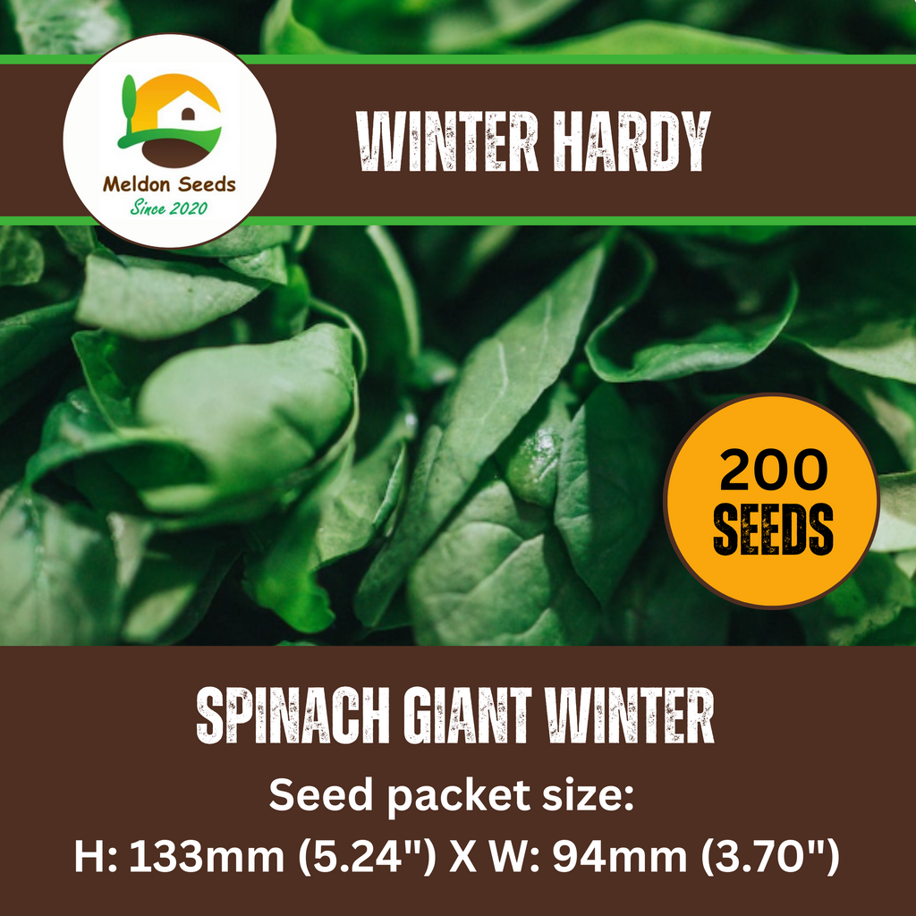 Giant Winter Spinach 150 Seeds