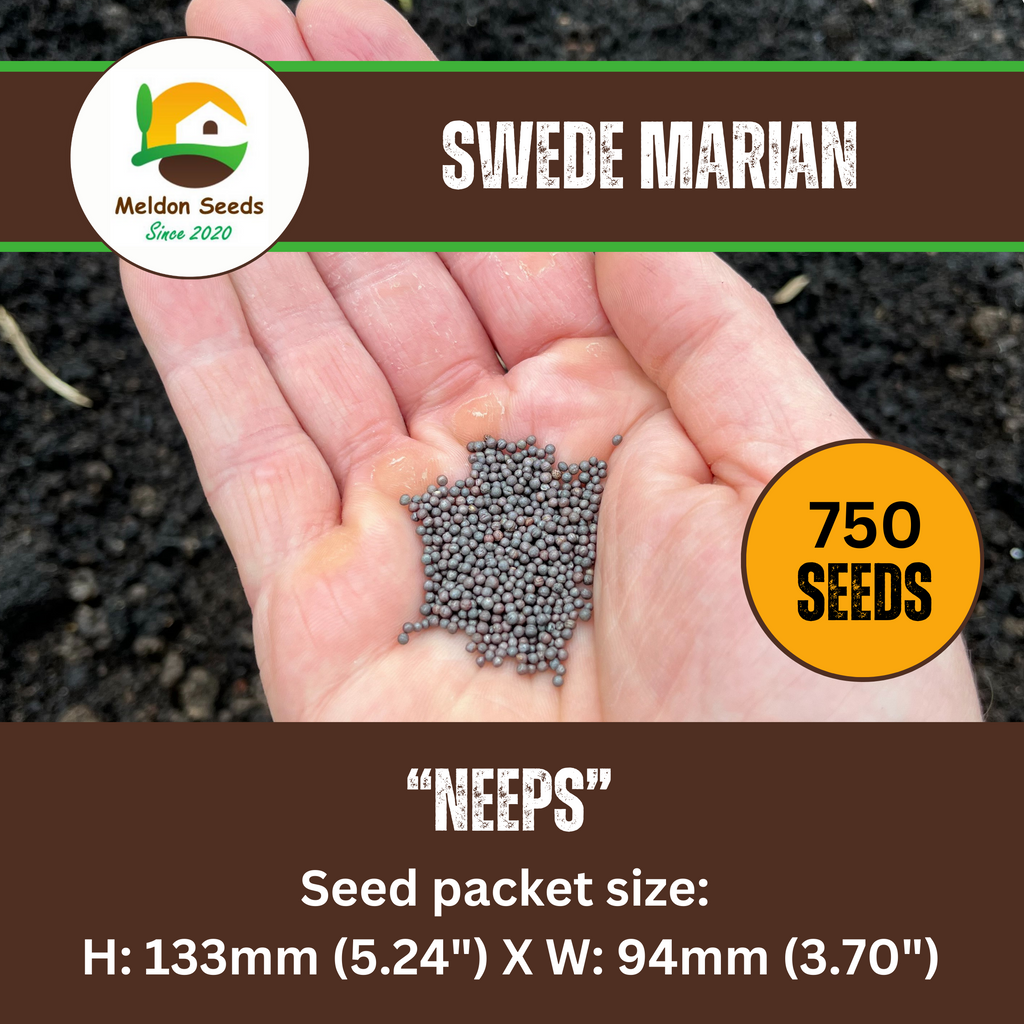 Swede Marian 250 Seeds