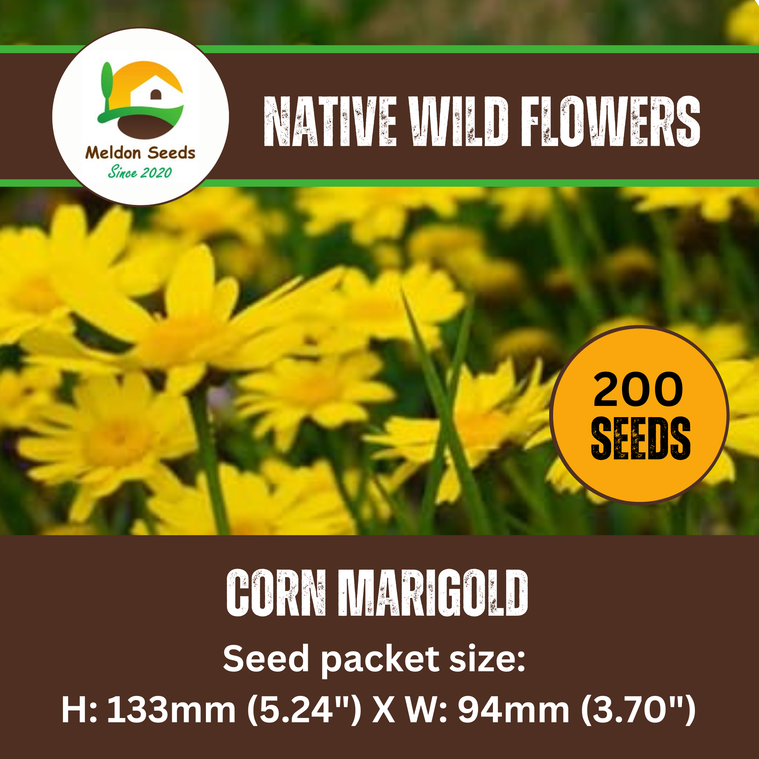 Corn Marigold Seeds - 200 Native UK Wild Flower Seeds for Attracting Birds, Bees, Wildlife, Pollinators, Suitable for Planting and Growing Outdoors in Meadows, Fields and Gardens by Meldon Seeds