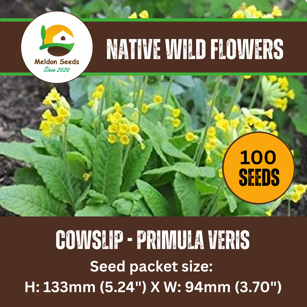 Cowslip Seeds - 100 Native UK Wild Flower Seeds for Attracting Birds, Bees, Wildlife, Pollinators, Suitable for Planting and Growing Outdoors in Meadows, Fields, Gardens and Borders by Meldon Seeds