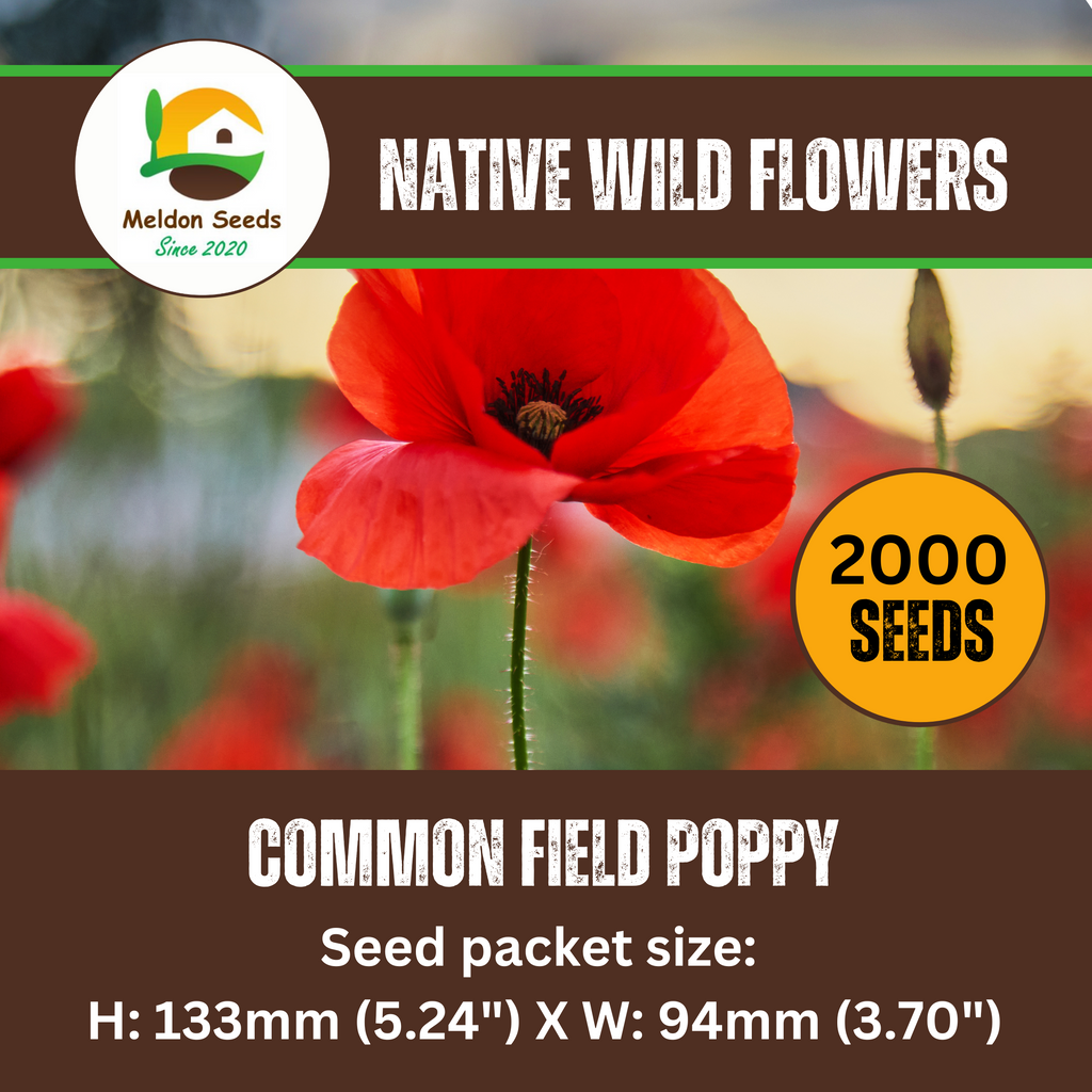 Red Field Poppy Seeds - 2000 Native UK Wild Flower Seeds for Attracting Bees, Pollinators, Also known as Flanders Poppy, Suitable for Planting and Growing Outdoors in Meadows, Fields, Gardens and Borders
