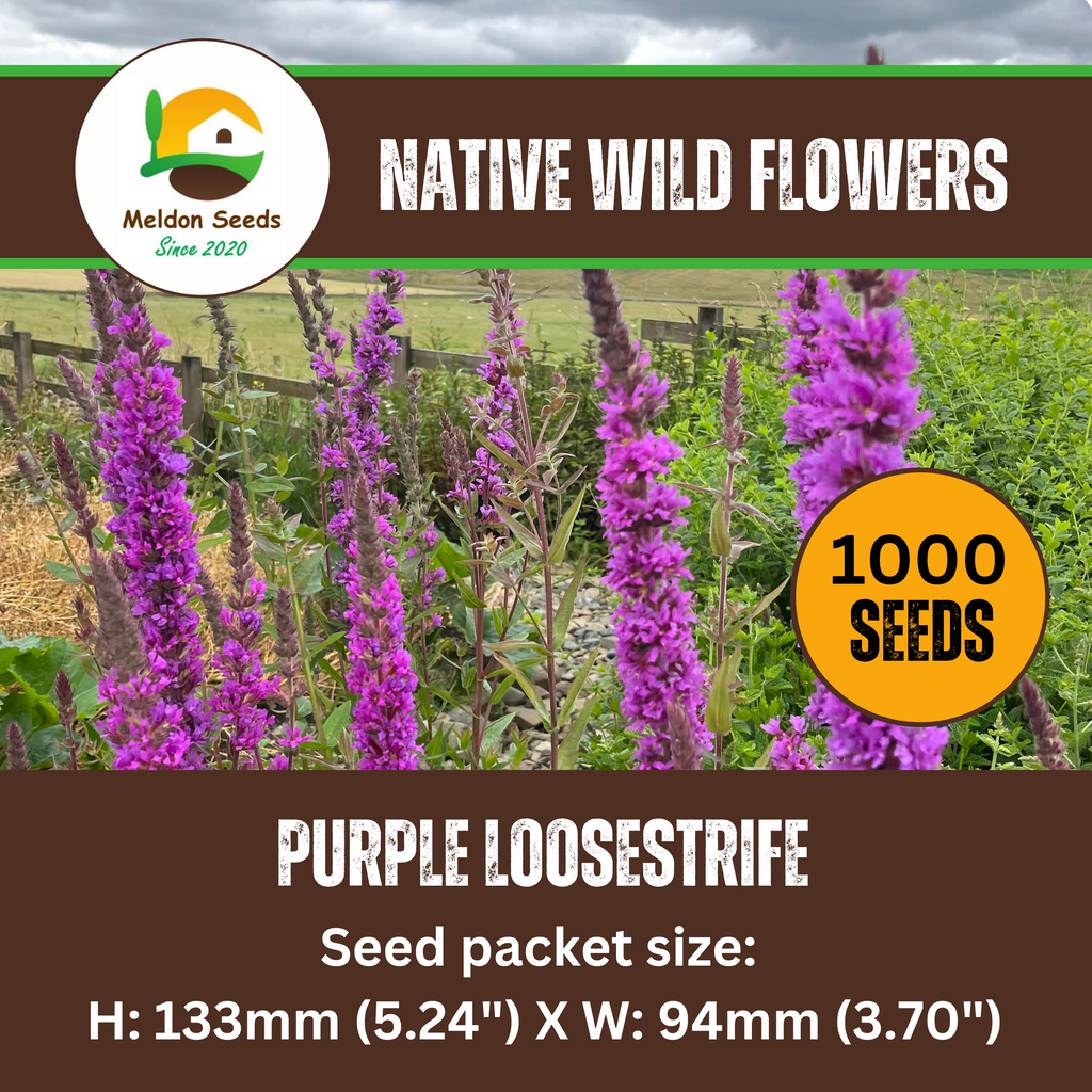 Purple Loosestrife Seeds - 1000 Native UK Wild Flower Seeds for Attracting Birds, Bees, Wildlife, Pollinators, Suitable for Planting and Growing Outdoors in Meadows, Fields, Gardens and Borders - Packed in The UK by Meldon Seeds