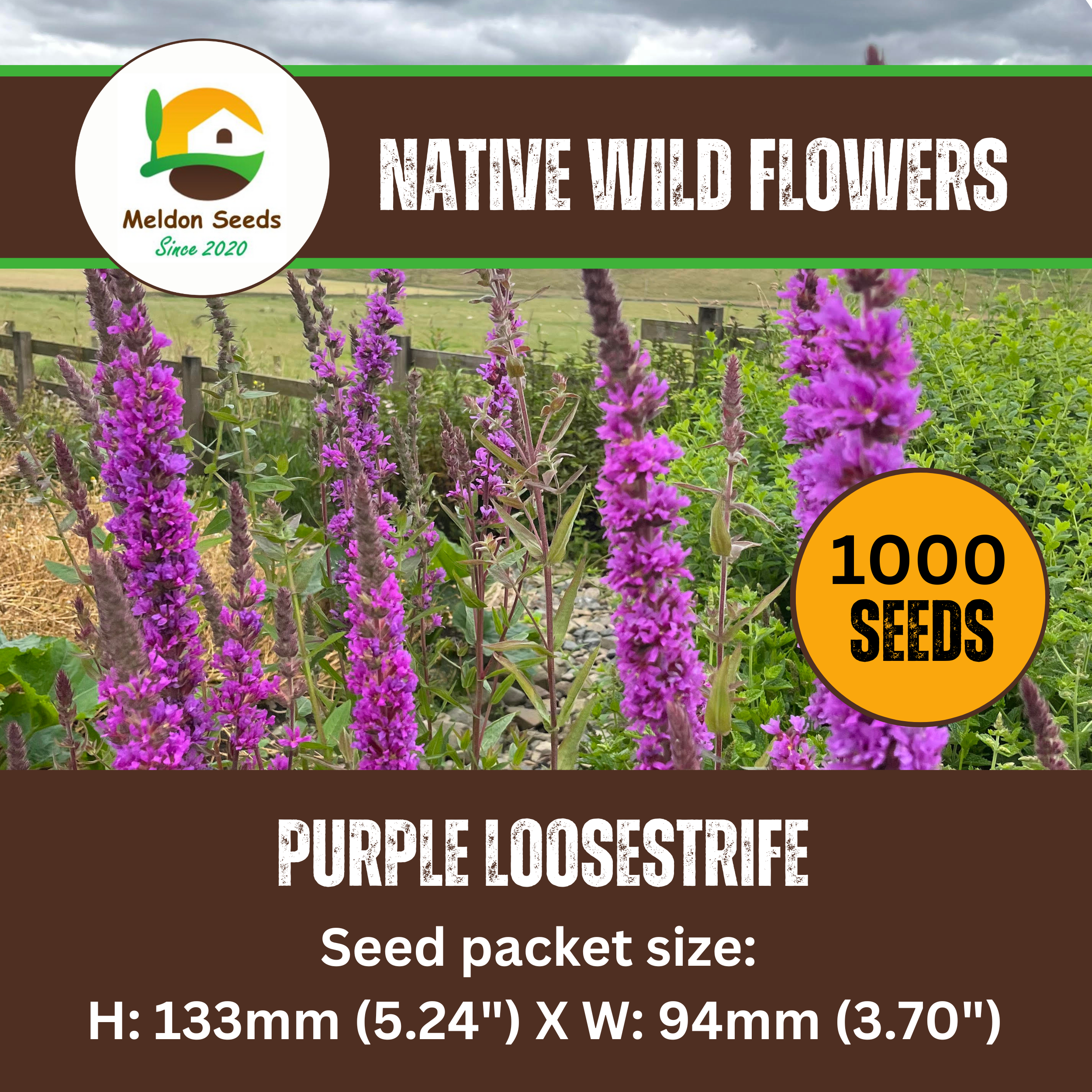 Purple Loosestrife Seeds - 1000 Native UK Wild Flower Seeds for Attracting Birds, Bees, Wildlife, Pollinators, Suitable for Planting and Growing Outdoors in Meadows, Fields, Gardens and Borders - Packed in The UK by Meldon Seeds