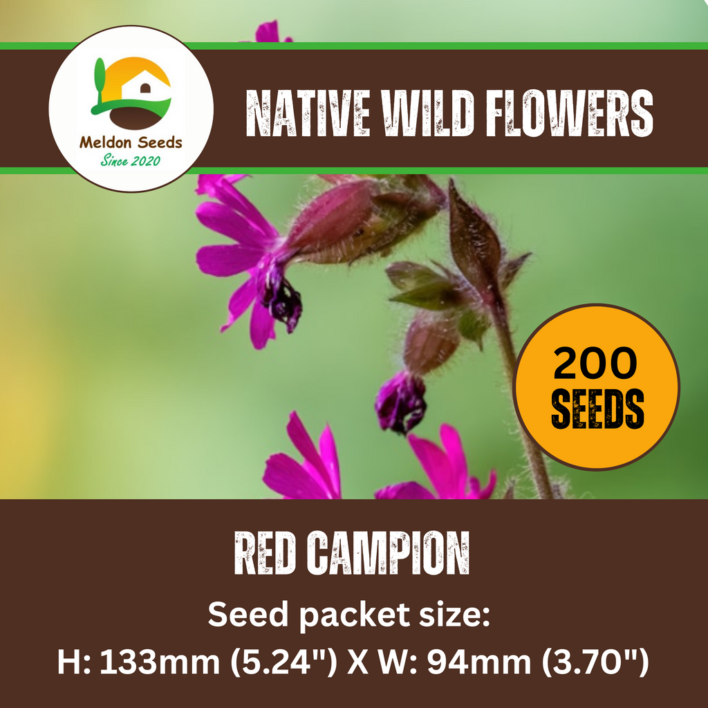 Red Campion Seeds - 200 Native UK Wild Flower Seeds for Attracting Birds, Bees, Wildlife, Pollinators, Suitable for Planting and Growing Outdoors in Meadows, Fields, and Gardens by Meldon Seeds