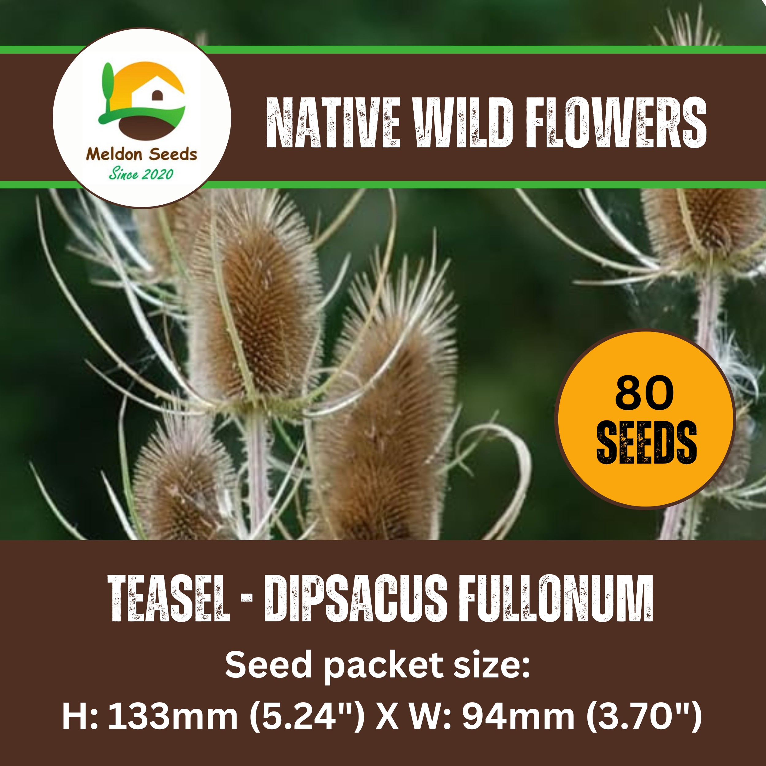 Teasel Seeds - 80 Native UK Wild Flower Seeds for Attracting Birds, Bees, Wildlife, Pollinators, Suitable for Planting and Growing Outdoors in Meadows, Fields, Gardens and Borders by Meldon Seeds