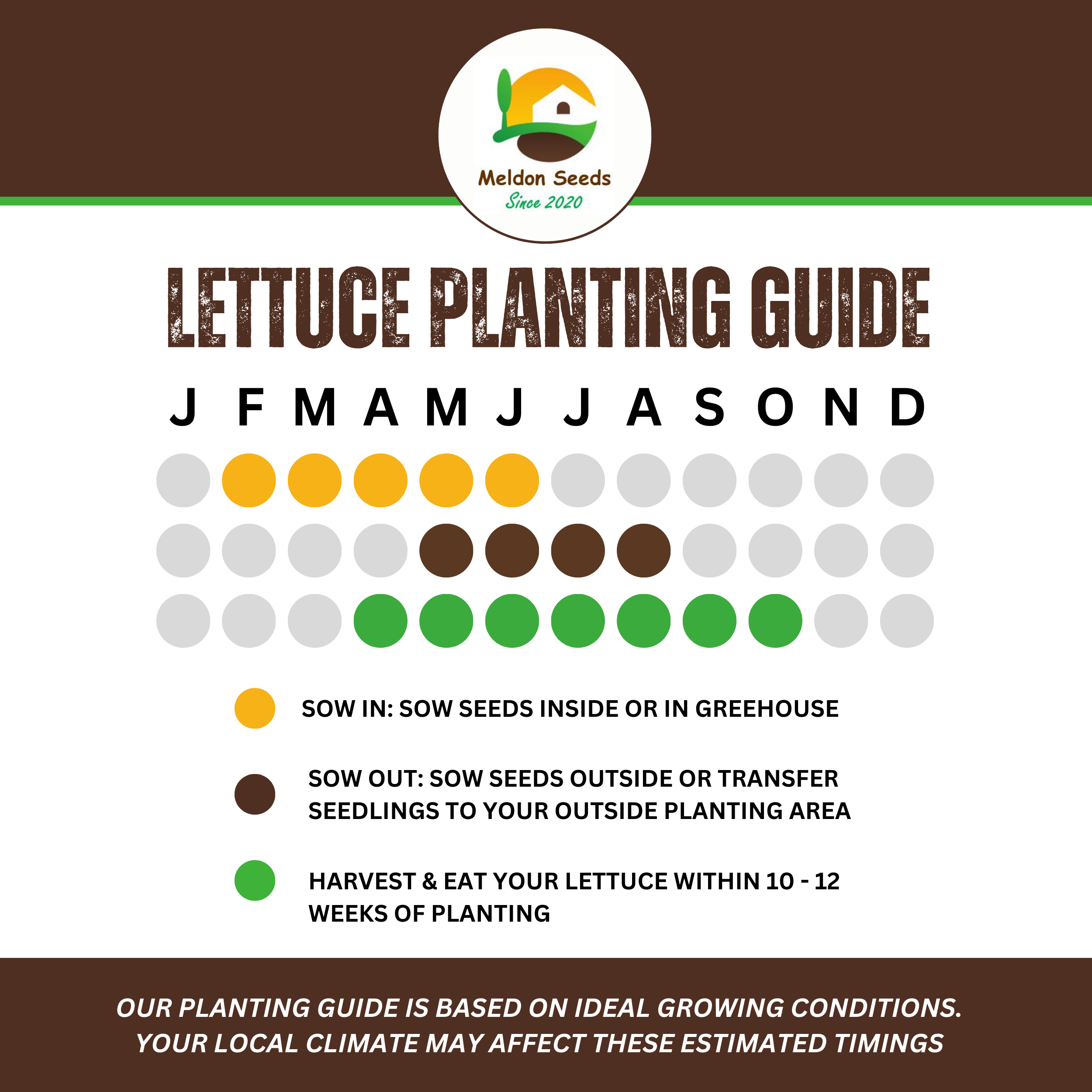 Lettuce All Year Round 450 Seeds