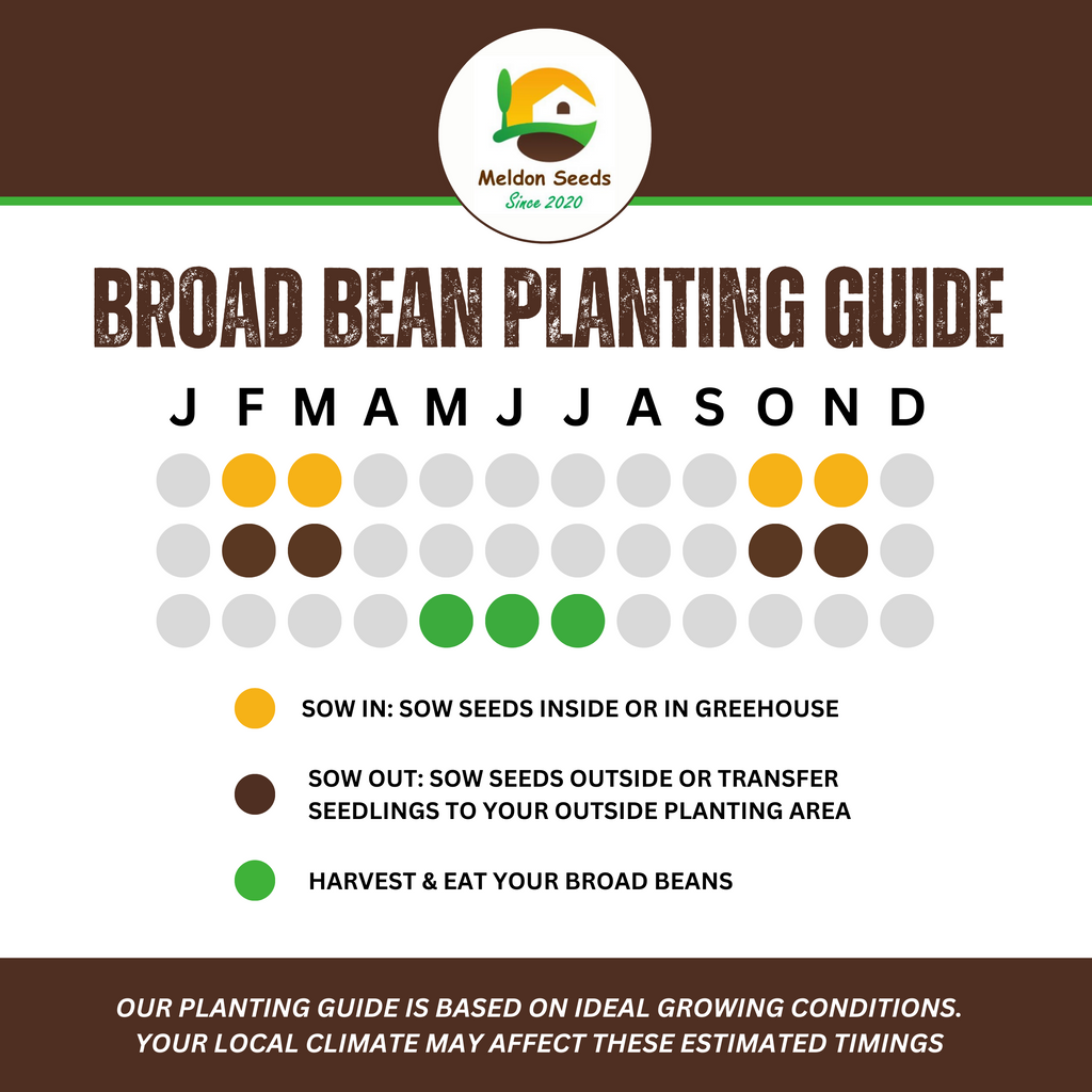 Broad Bean Aquadulce Claudia 45 Seeds