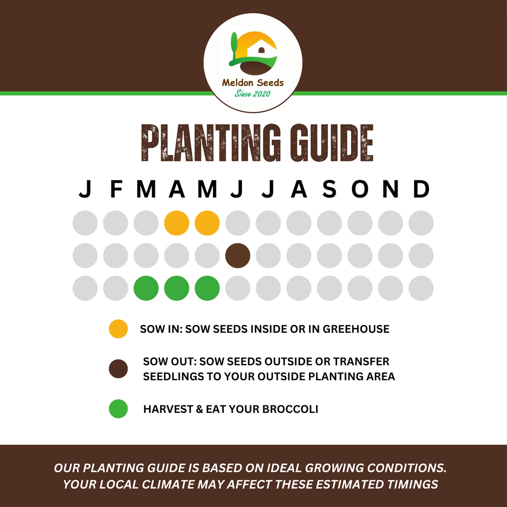 Broccoli Seeds Early Purple Sprouting 300 Fresh Seeds Winter Hardy Vegetable