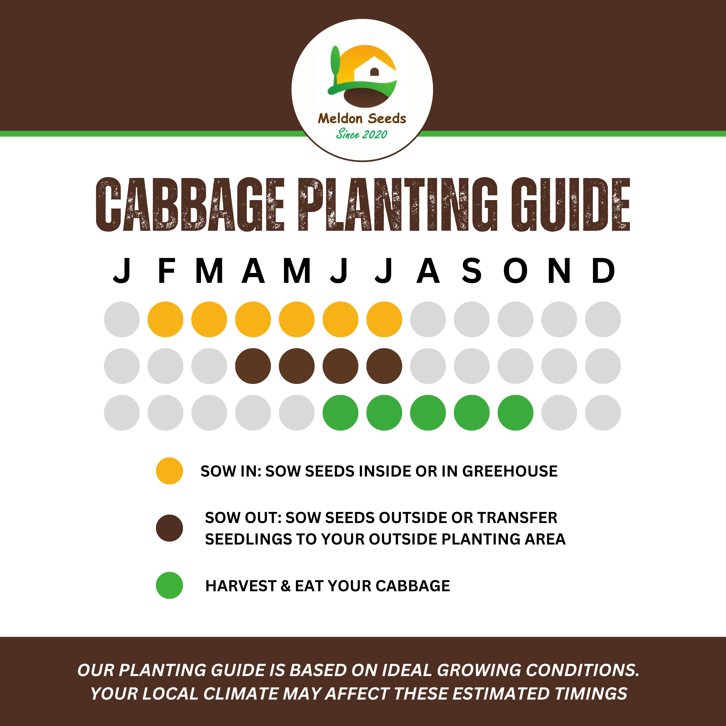 Cabbage Greyhound 500 Seeds