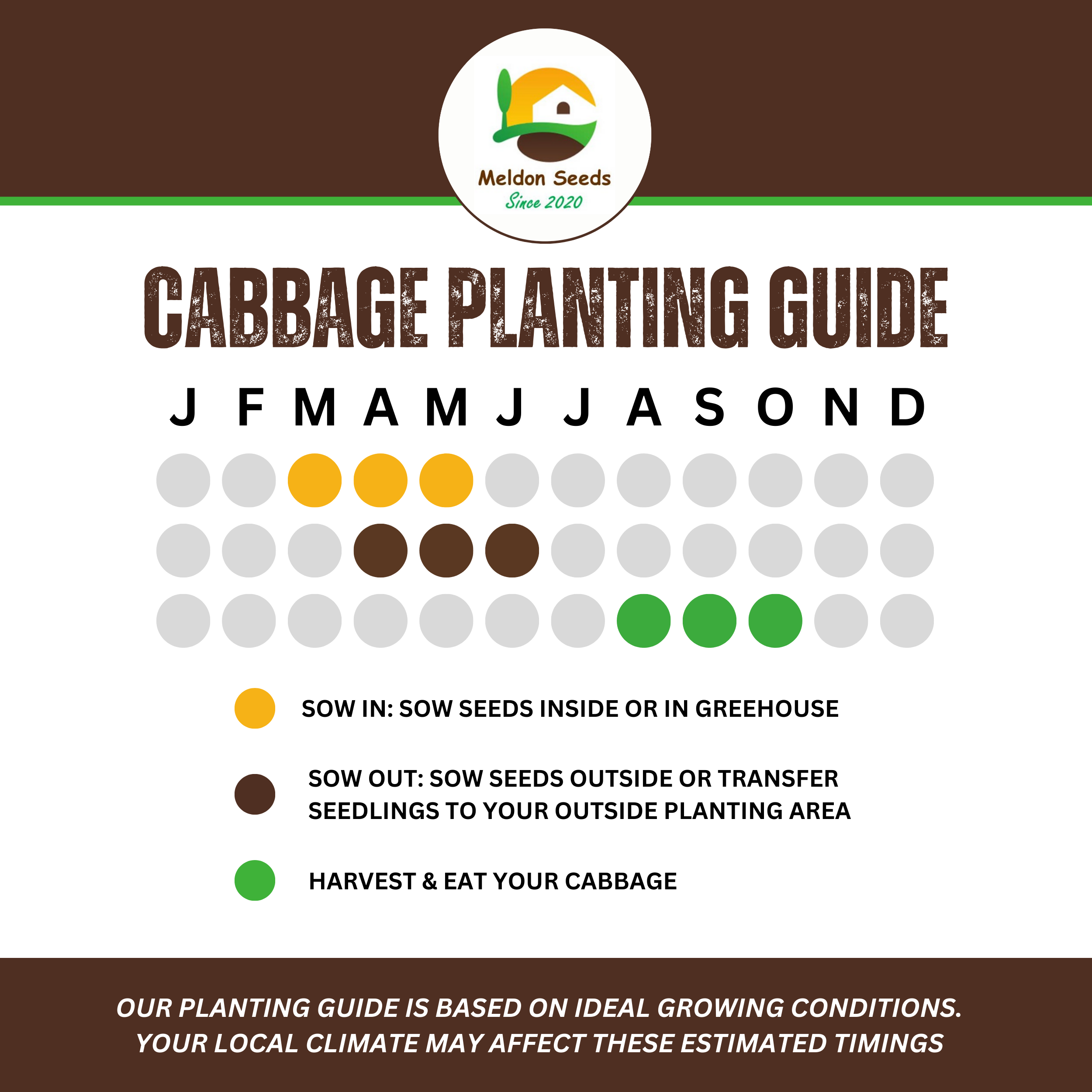 Cabbage Red Drumhead 500 Seeds