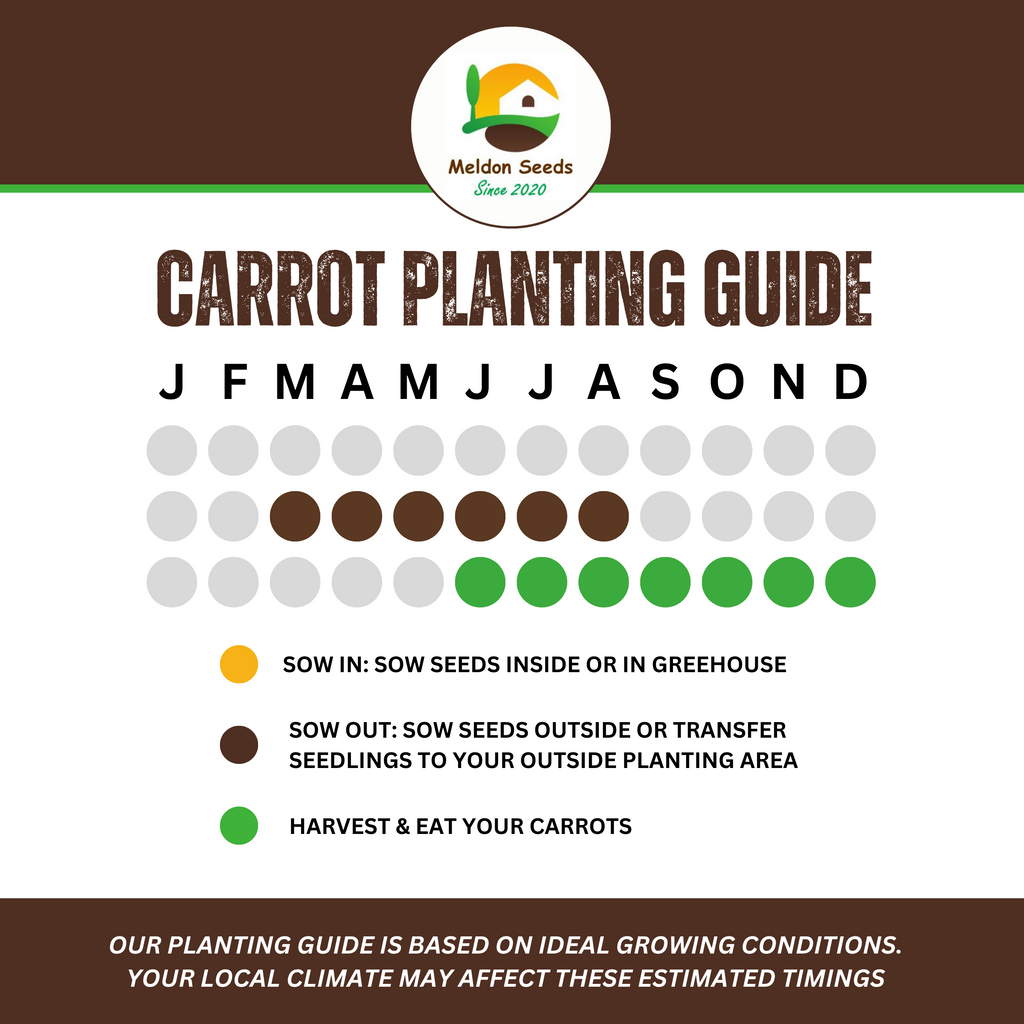 Carrot Early Nantes 1000 Seeds