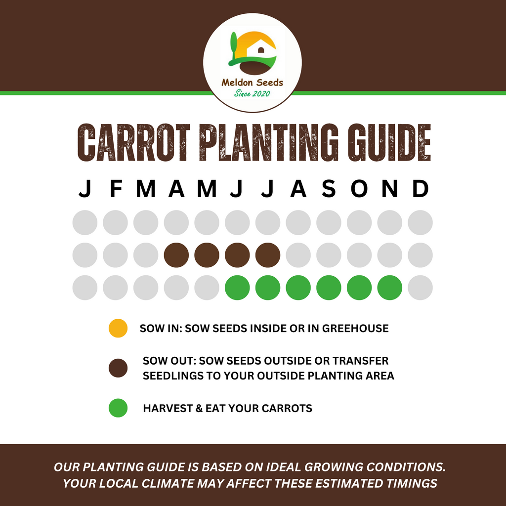 Carrot Purple Sun F1 275 Seeds