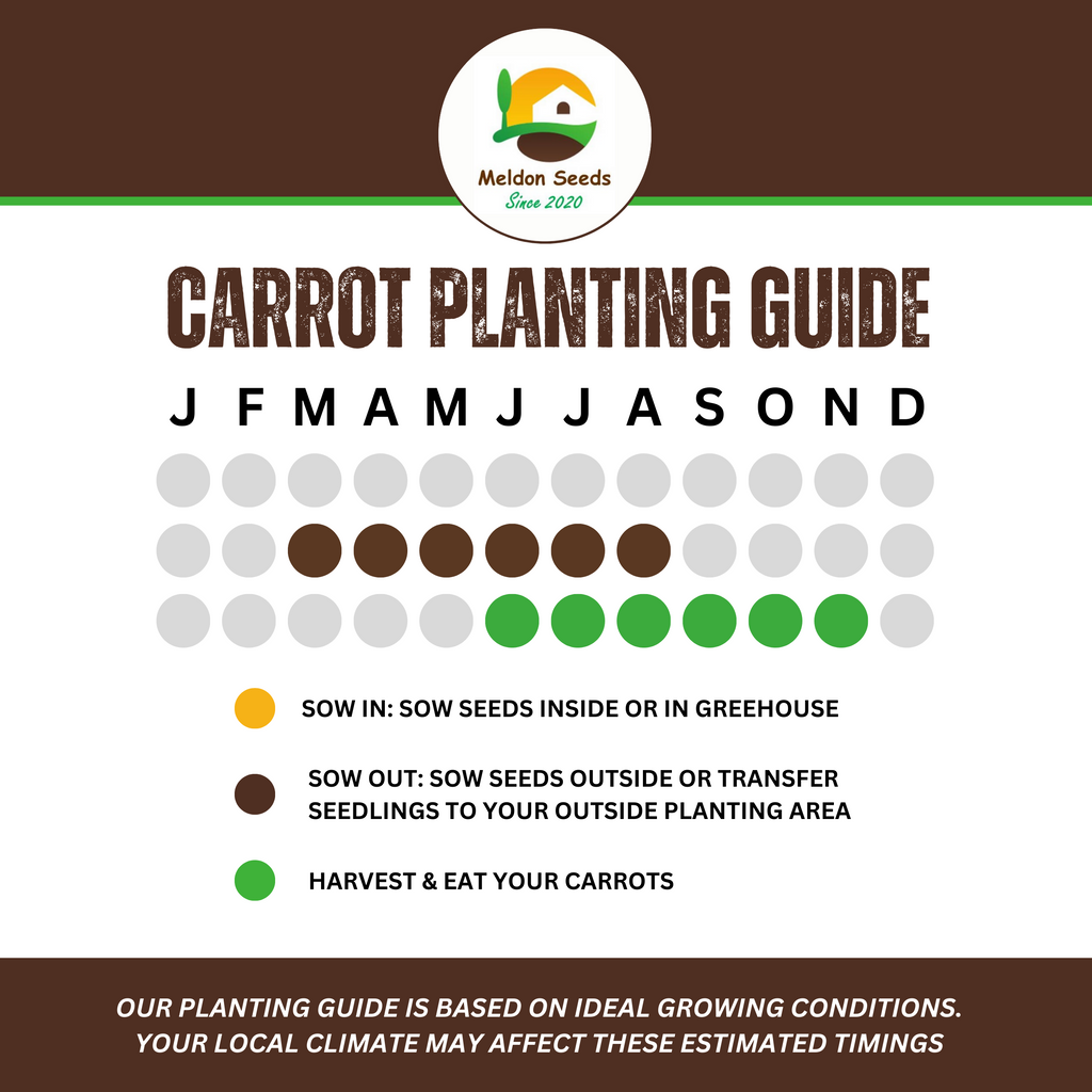 Mixed Carrot 250 Seeds - Rainbow, Red Samurai, Purple Haze