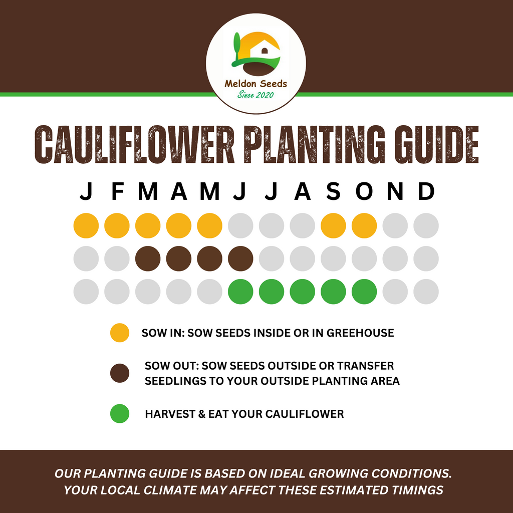 Cauliflower All Year Round 300 Seeds