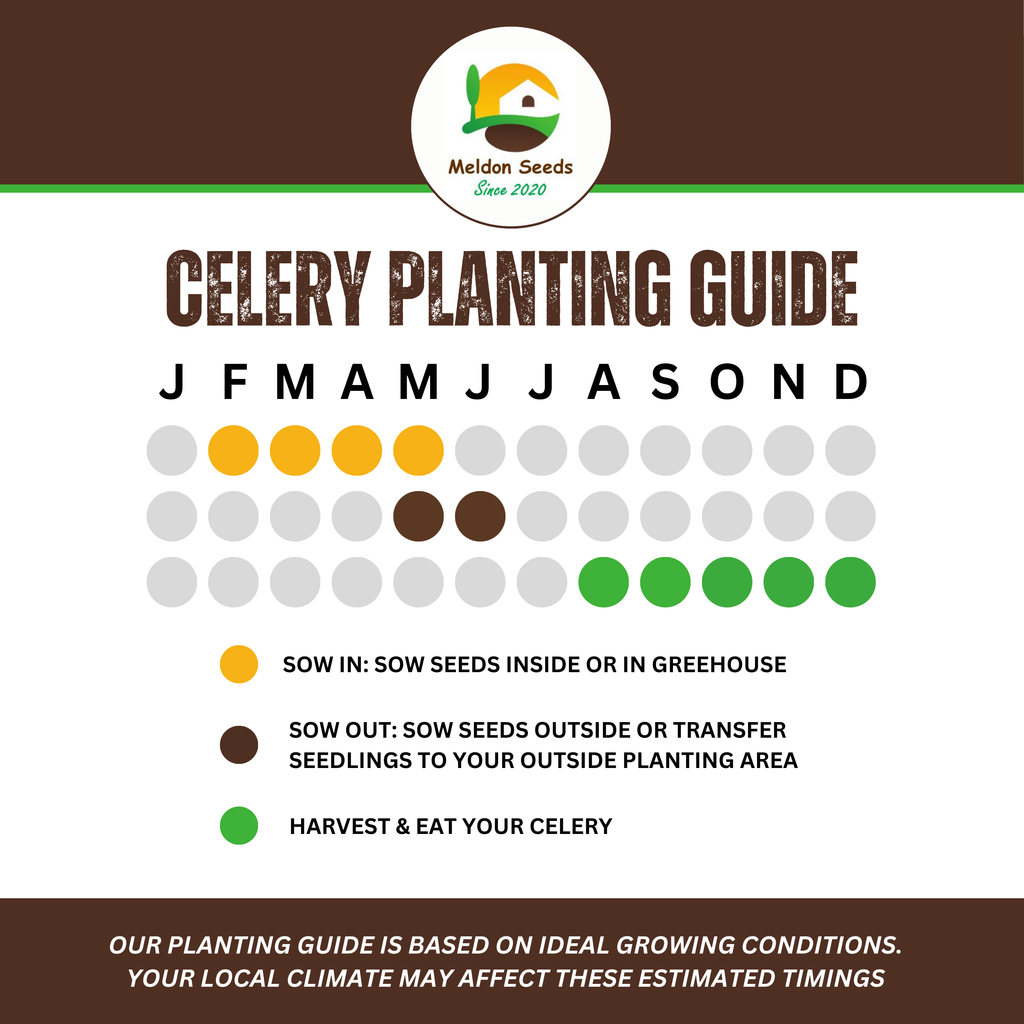 Celery Seeds Red Giant 200 Fresh Celery Seeds for Planting and Growing UK