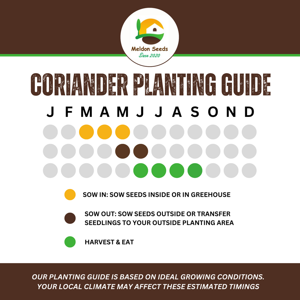 Coriander/Cilantro 250 Seeds