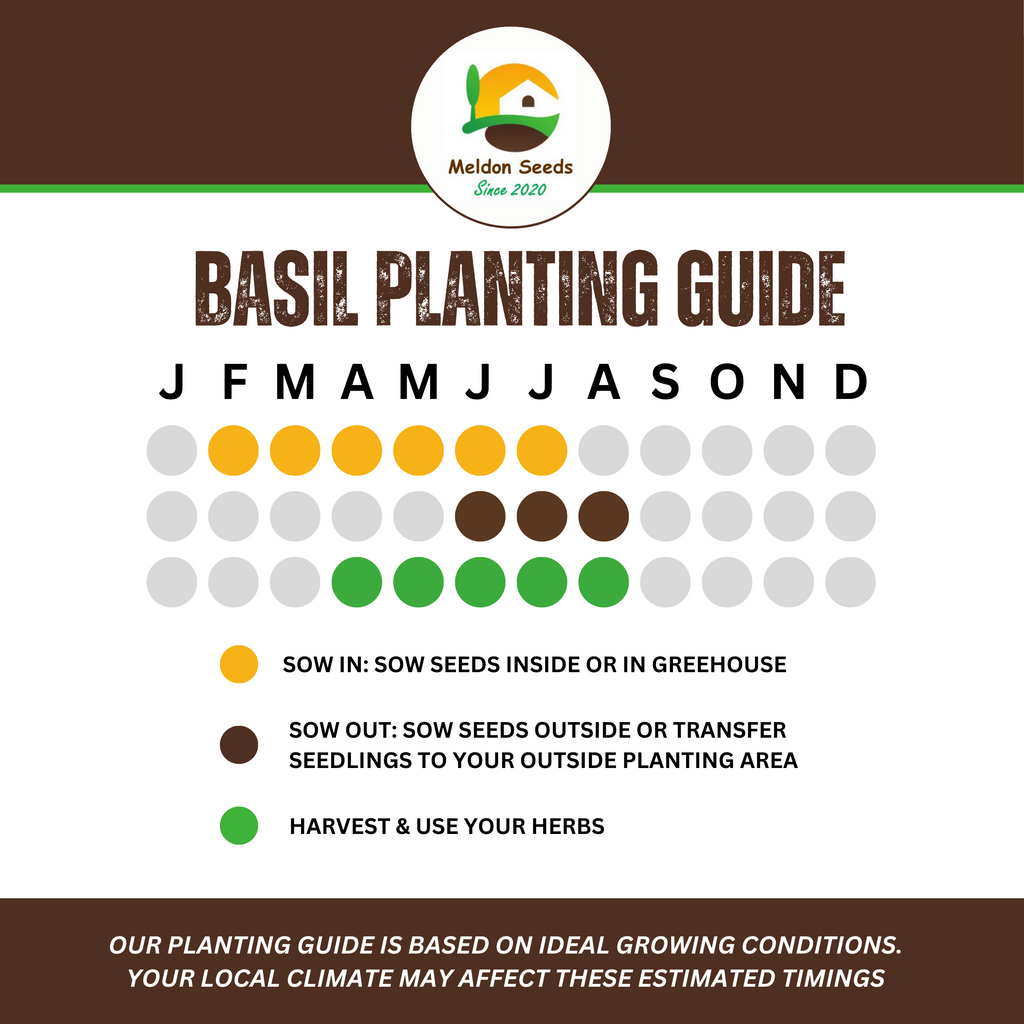 Basil British 100 Seeds