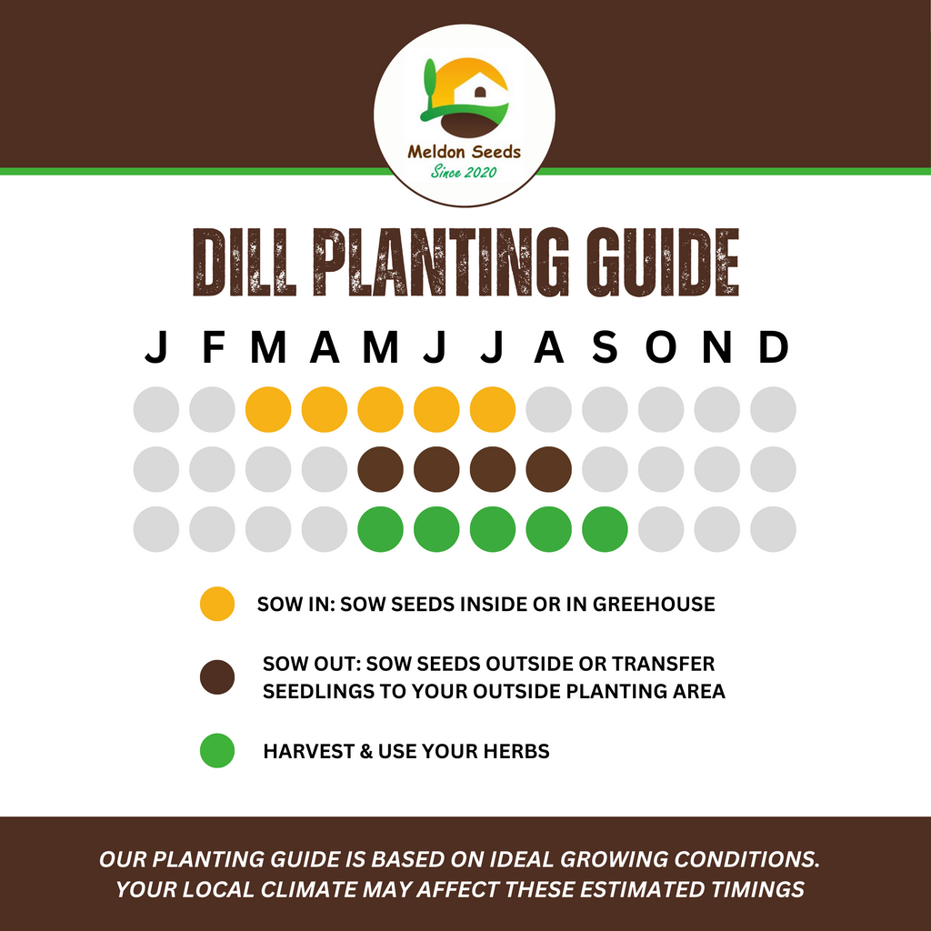 Dill Dukat 600 Seeds