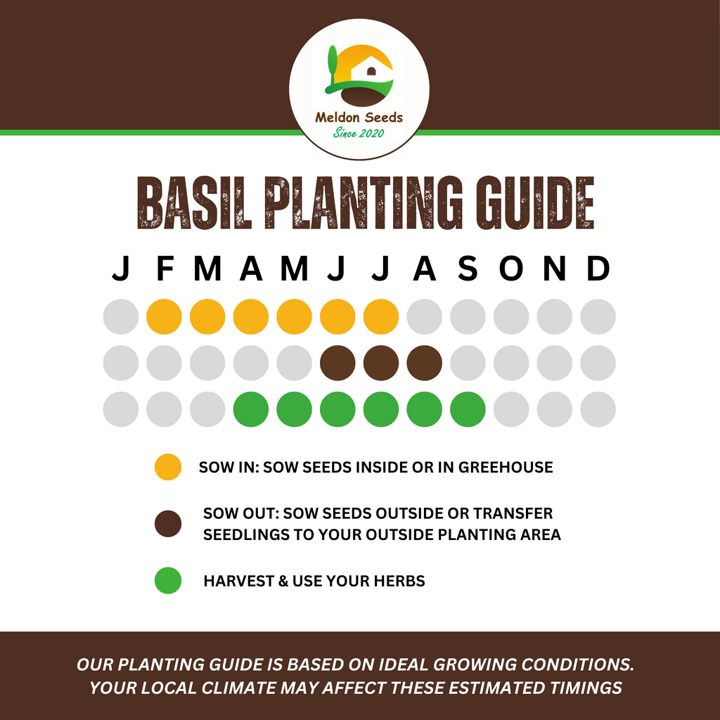 Basil Classic Italian 500 Seeds