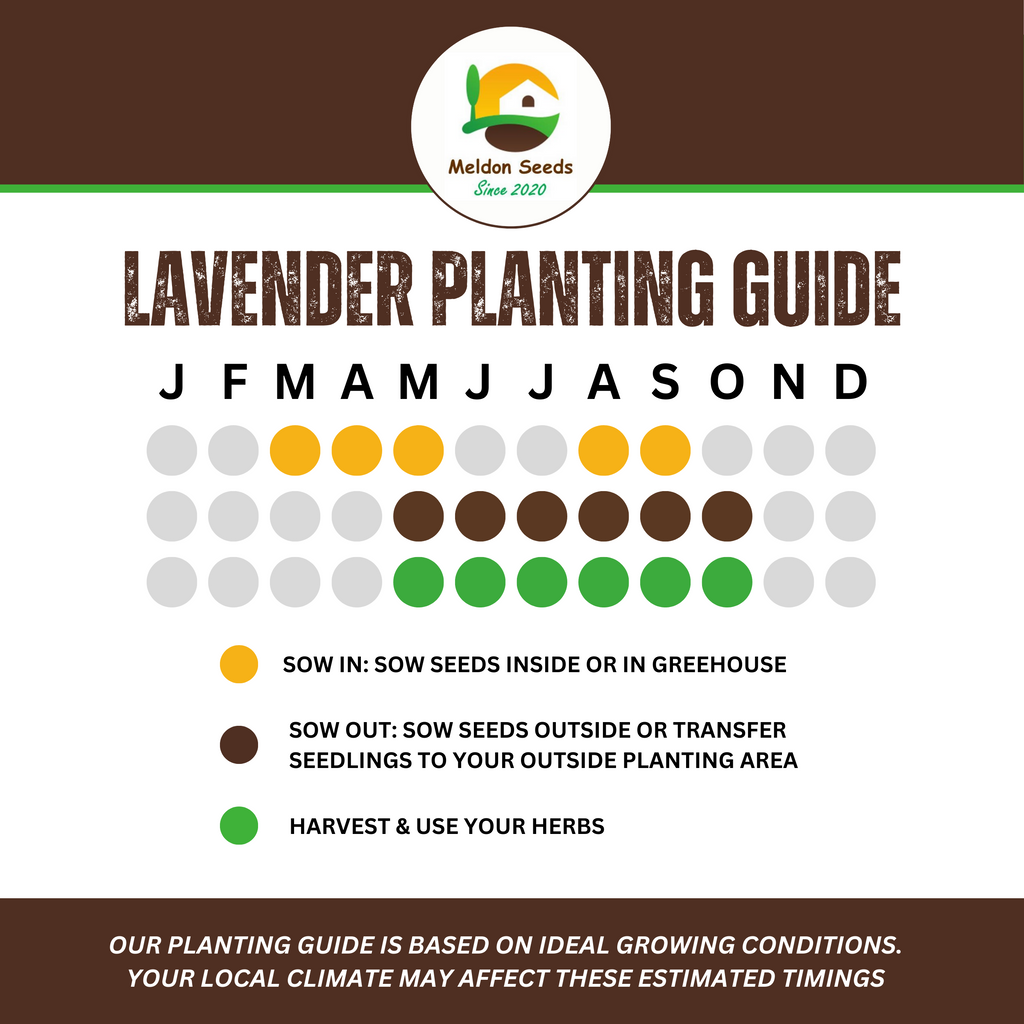 Lavender Vera 300 Seeds