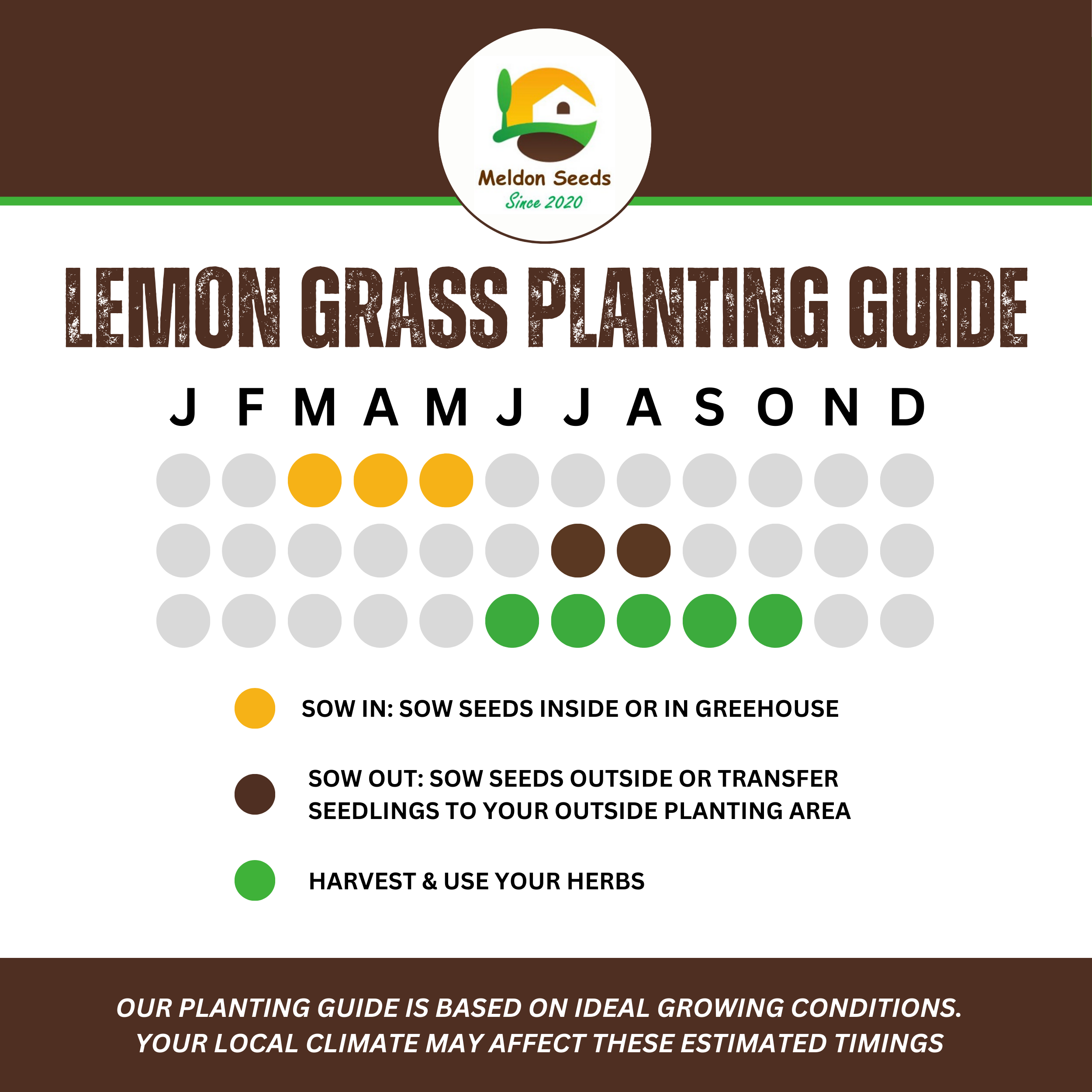 Lemon Grass 50 Seeds