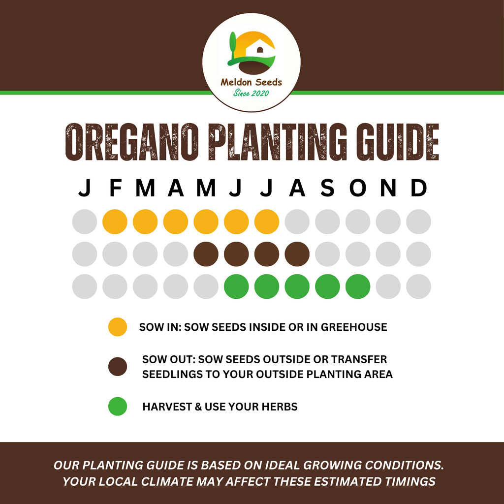 Oregano Greek 450 Seeds