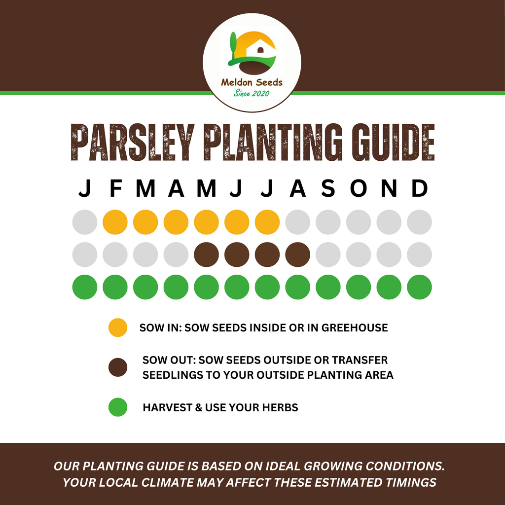 Parsley Plain/French 400 Seeds