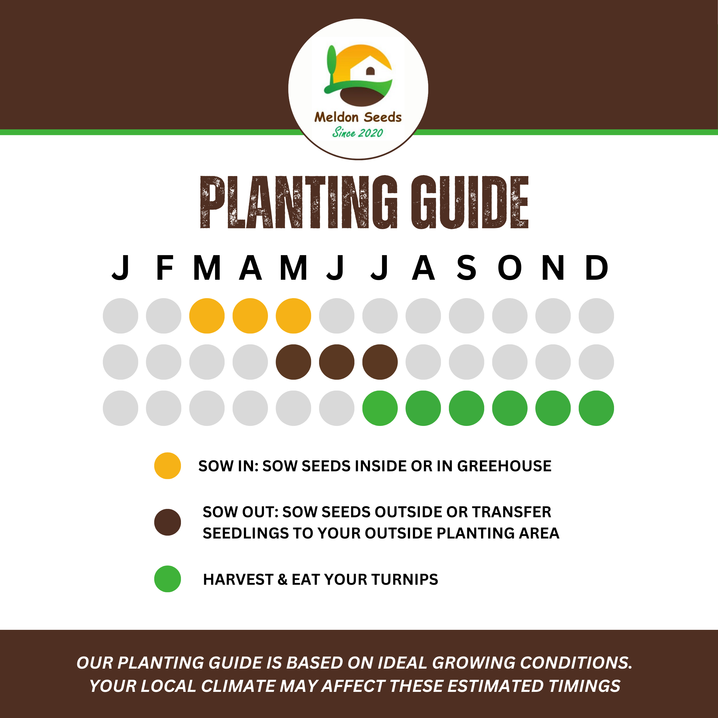 Kohl Rabi Seeds Purple Delicacy - 200 Fresh Kohlrabi Vegetable Seeds UK