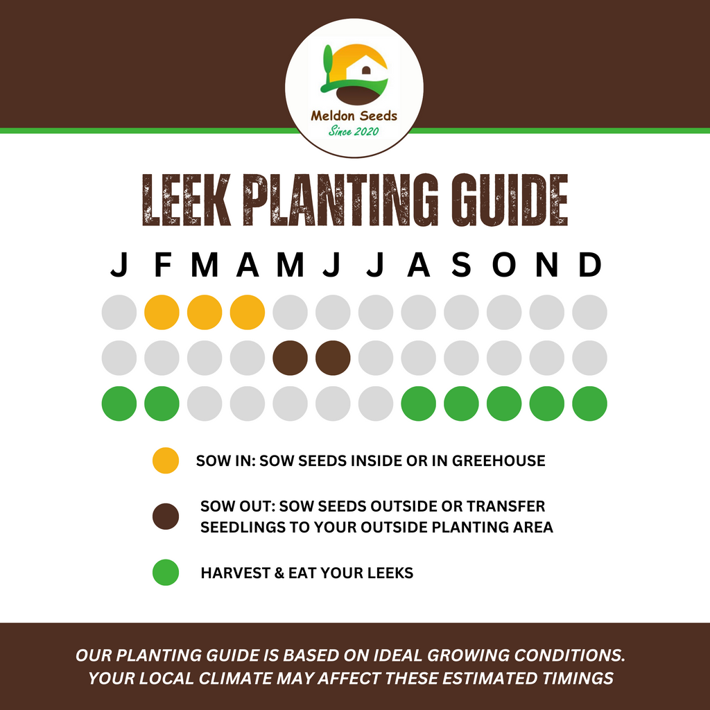 Leek Giant Winter 300 Seeds