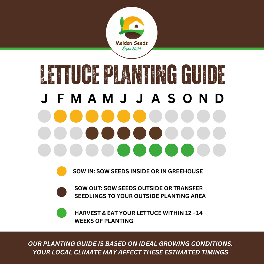 Lettuce Little Gem 500 Seeds