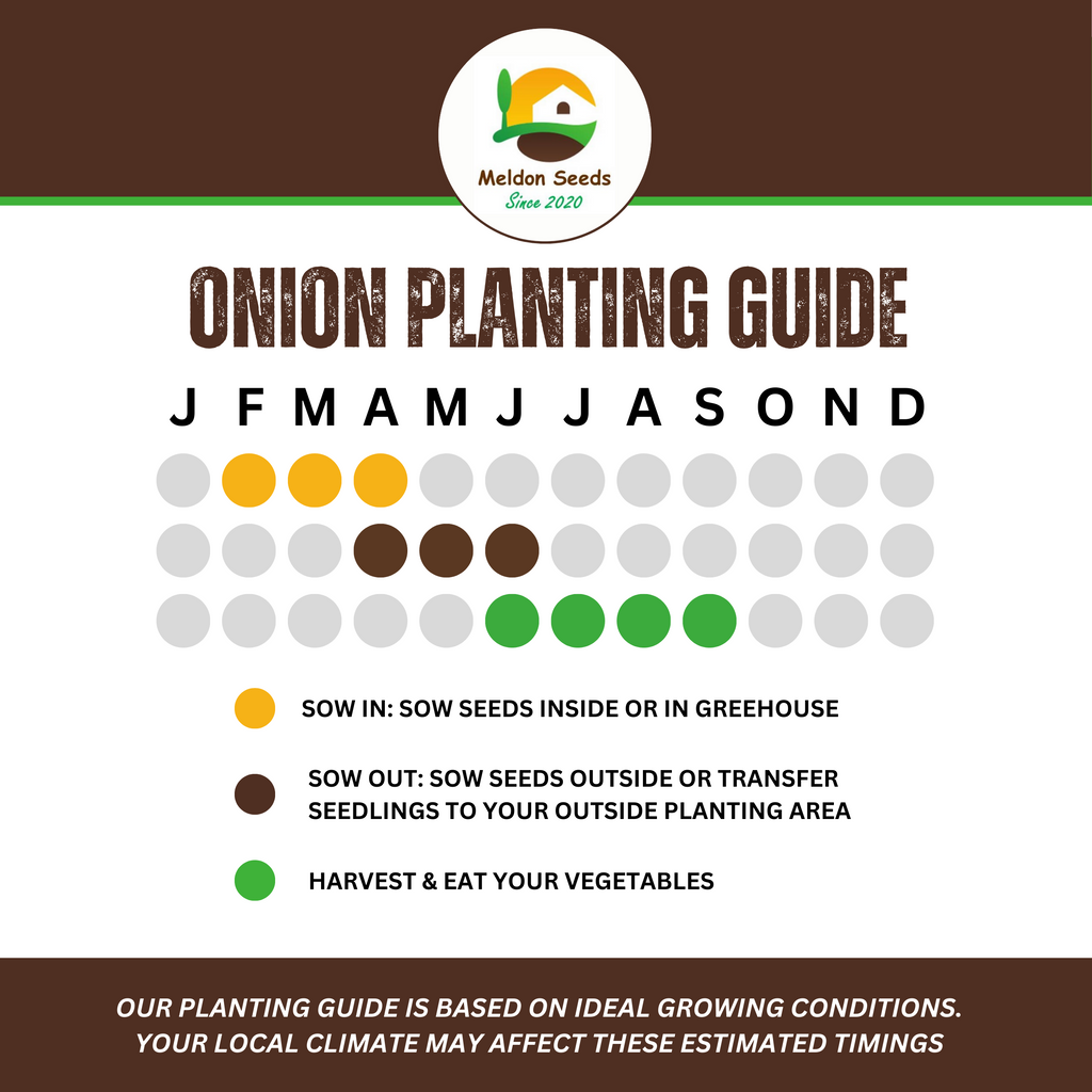 Onion Paris Silver Skin for Pickling x 200 Seeds