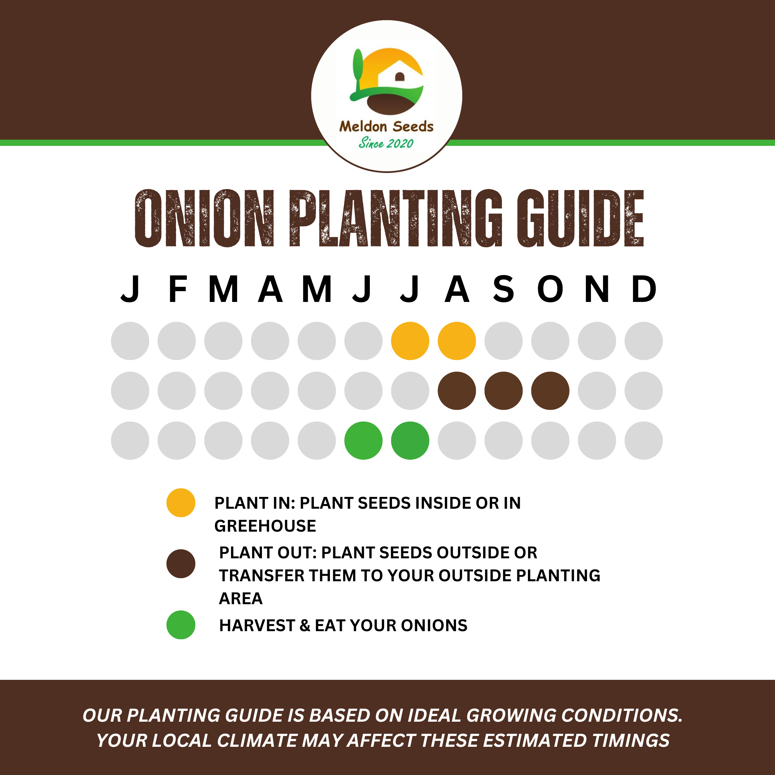 Onion Seeds Senshyu Yellow – 200 Semi-globe Type Onion Seeds – Plant and Grow Your Own Vegetables Ideal for Greenhouse, Garden, Polytunnel, Large Pots or Containers – Packed in The UK by Meldon Seeds