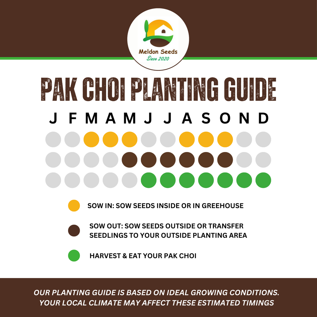 Pak Choi Seeds Red Choi F1 - 100 Fresh Seeds Bok Choy Chinese Cabbage Seeds UK