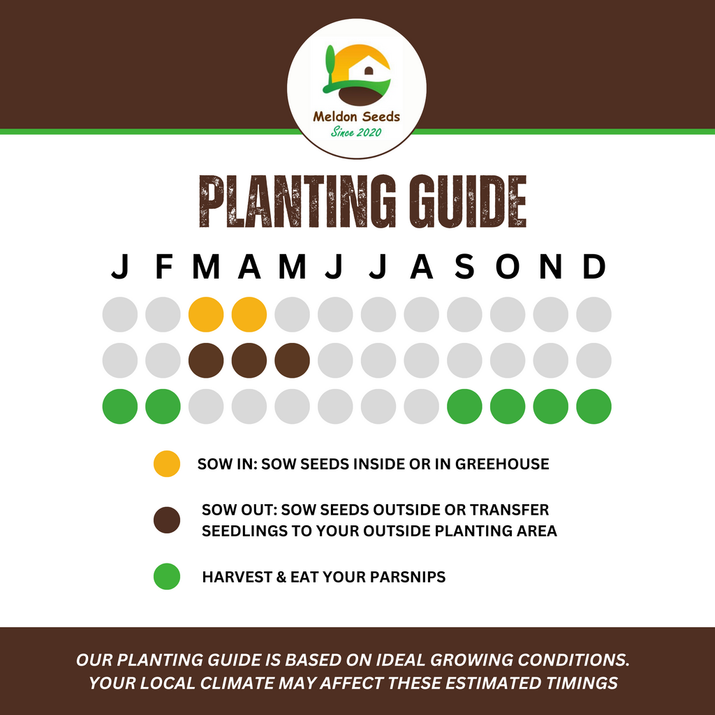 Parsnip Tender and True 400 Seeds