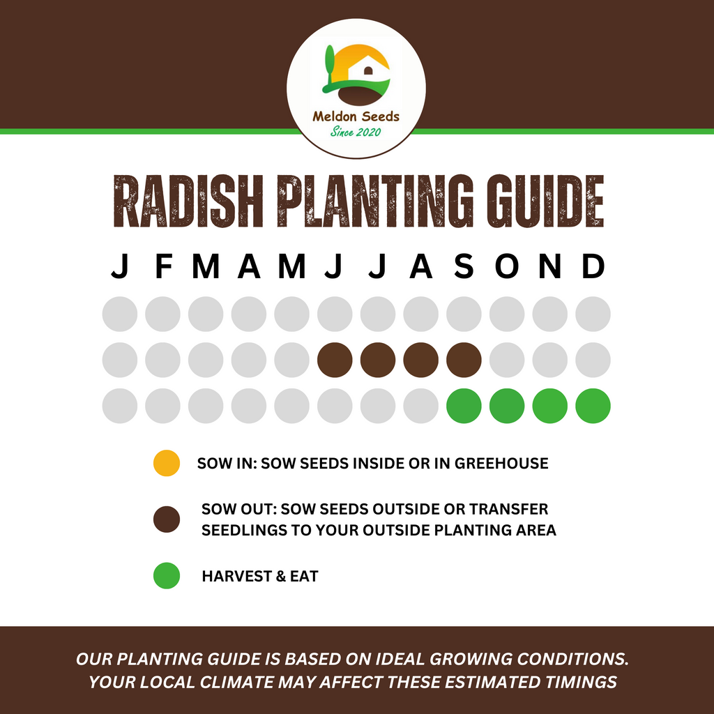 Radish Black Spanish Round 500 Seeds