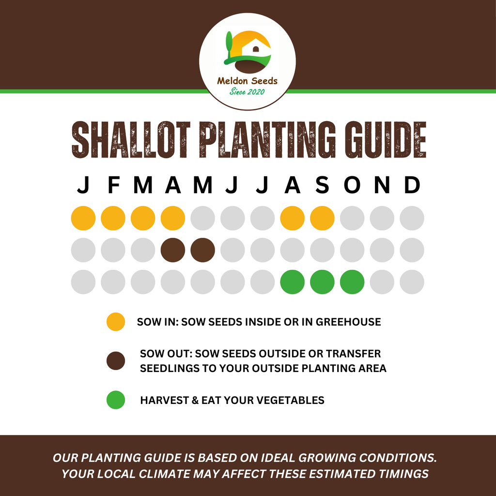 Shallot Seeds (Banana) Shallot Zebrune - 100 Fresh Onion Seeds for Planting UK