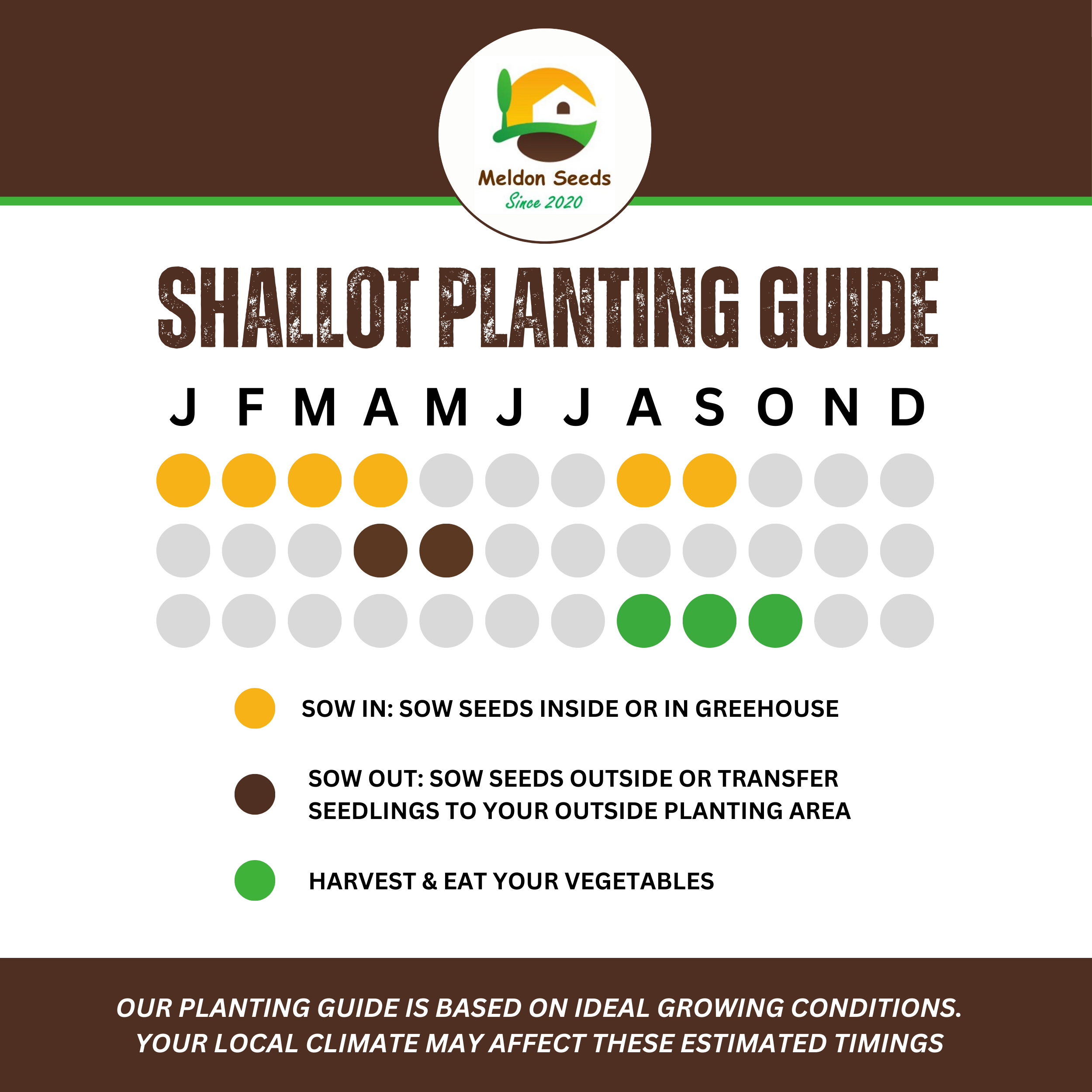 Shallot Seeds (Banana) Shallot Zebrune - 100 Fresh Onion Seeds for Planting UK